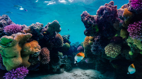 Scientists Warn Against Complacency Amid Discovery of New Coral Species in Great Barrier Reef